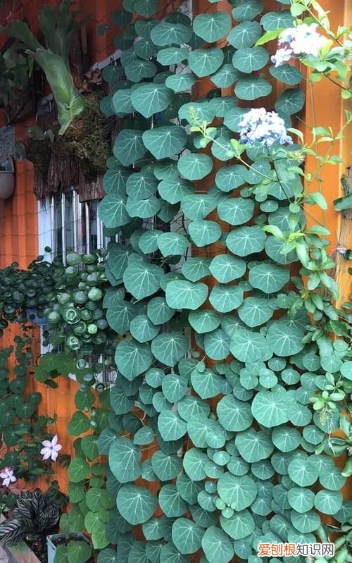 乌龟放卧室有危害，山乌龟可以养在卧室吗