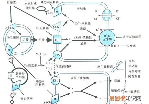 洋地黄作用机制,洋地黄类药物作用机制是抑制