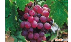 葡萄需要打头，葡萄可以打头吗