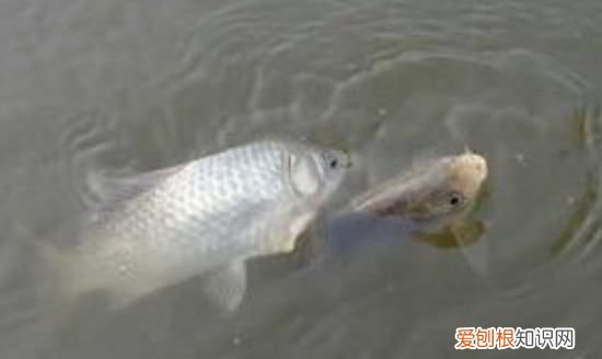 养鲫鱼喂什么食最好，在家养鲫鱼喂它吃什么