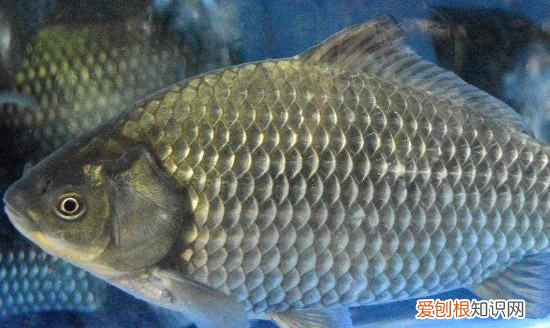 养鲫鱼喂什么食最好,在家养鲫鱼喂它吃什么