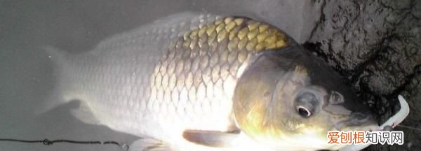 养鲫鱼喂什么食最好,在家养鲫鱼喂它吃什么