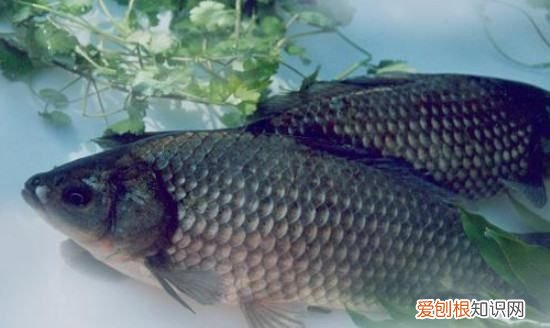 养鲫鱼喂什么食最好，在家养鲫鱼喂它吃什么