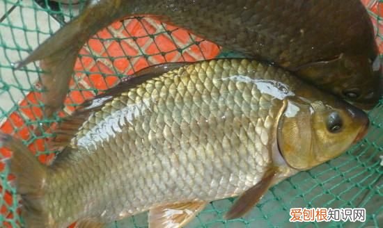 养鲫鱼喂什么食最好,在家养鲫鱼喂它吃什么