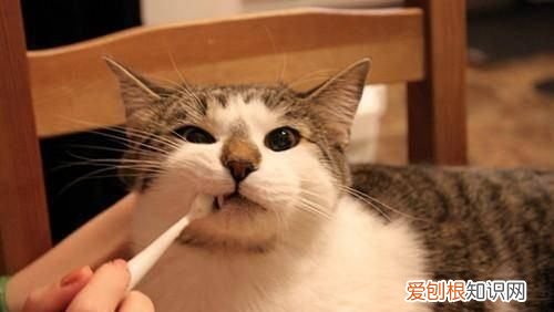 猫多大开始驱虫，猫咪多大开始驱虫