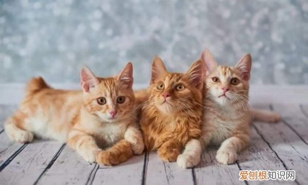 猫多大开始驱虫，猫咪多大开始驱虫