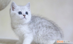 猫多大开始驱虫，猫咪多大开始驱虫