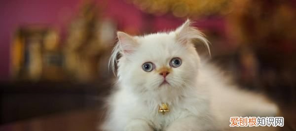 猫多大开始驱虫，猫咪多大开始驱虫