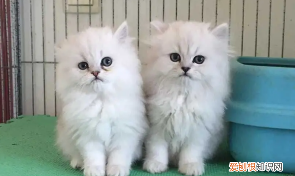 猫多大开始驱虫，猫咪多大开始驱虫