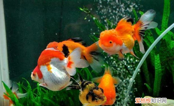 龙鱼死后怎么处理，龙鱼死了该怎么样处理后事