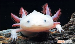 六角龙鱼不吃食怎么办，六角恐龙鱼不吃东西怎么办