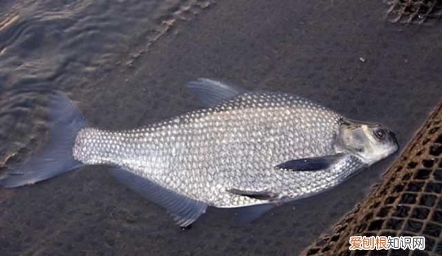 长江鳊鱼用什么最好钓,钓鳊鱼黑漂不中鱼是鱼钩大了吗