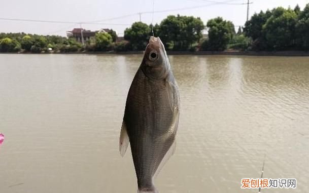 长江鳊鱼用什么最好钓,钓鳊鱼黑漂不中鱼是鱼钩大了吗