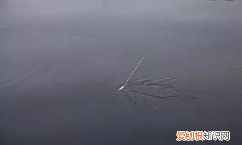 长江鳊鱼用什么最好钓,钓鳊鱼黑漂不中鱼是鱼钩大了吗