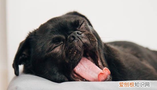 狗狗吃多了吐了怎么办，狗狗吃多了吐怎么办吃什么药