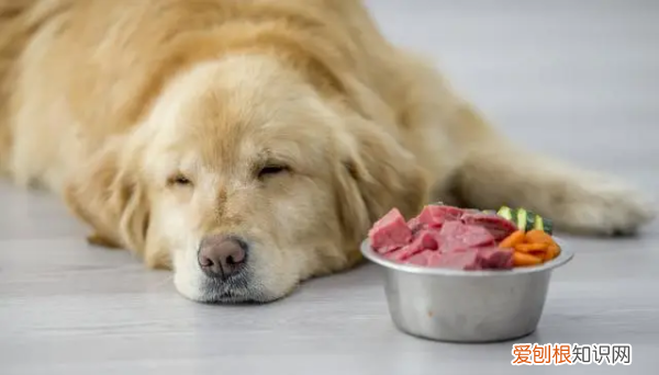 狗狗吃多了吐了怎么办，狗狗吃多了吐怎么办吃什么药