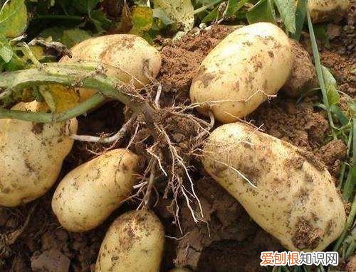 土豆怎么种植盆栽,土豆盆栽的种植方法图片