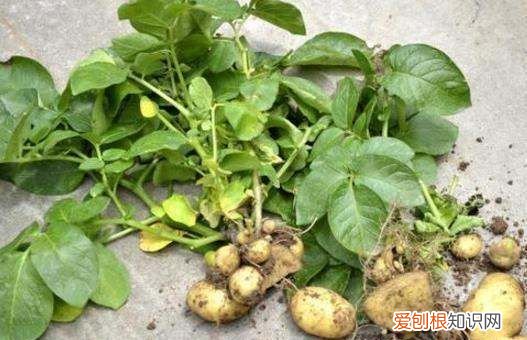 土豆怎么种植盆栽,土豆盆栽的种植方法图片