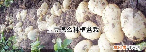土豆怎么种植盆栽,土豆盆栽的种植方法图片