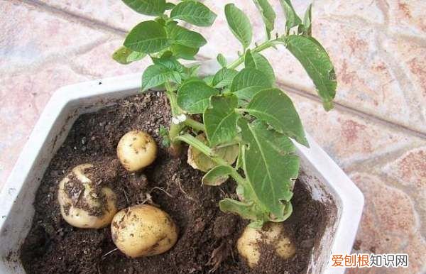 土豆怎么种植盆栽,土豆盆栽的种植方法图片