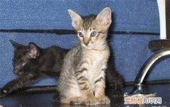 可以用手帮母猫解决，怎样用手给猫解决公