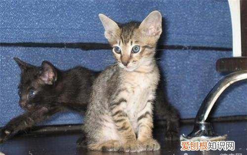 可以用手帮母猫解决,怎样用手给猫解决公