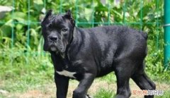 卡斯罗喂什么才强壮，卡斯罗犬图片及价格