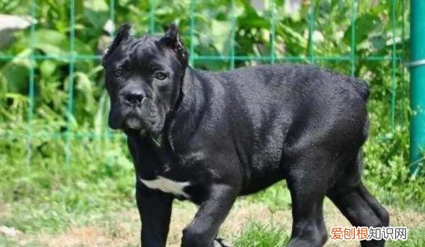 卡斯罗喂什么才强壮,卡斯罗犬图片及价格