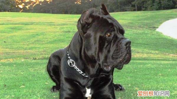 卡斯罗喂什么才强壮,卡斯罗犬图片及价格