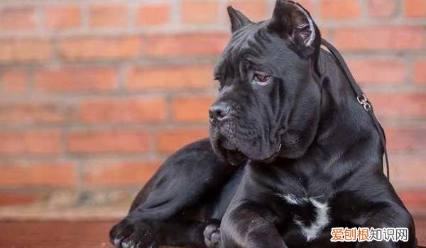 卡斯罗喂什么才强壮,卡斯罗犬图片及价格