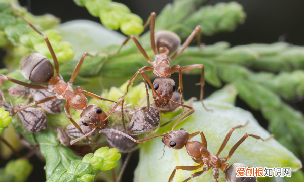 怎么灭了家里的蚂蚁，怎样消灭家里的蚂蚁最有效