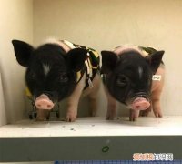 泰国小香猪怎么教拉屎，怎么引导小香猪定点大小便