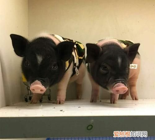 泰国小香猪怎么教拉屎，怎么引导小香猪定点大小便