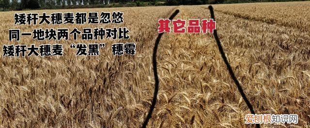 黄淮地区小麦什么品种最高产