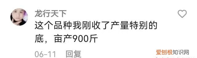 黄淮地区小麦什么品种最高产