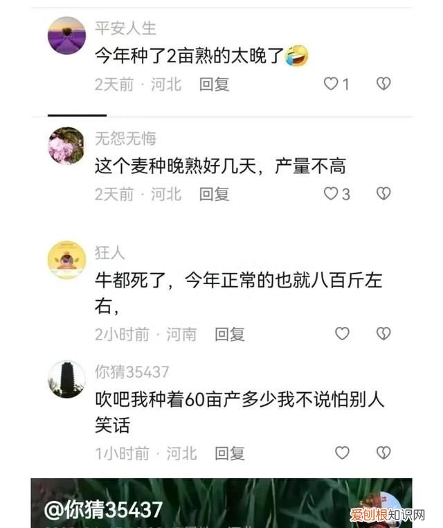 黄淮地区小麦什么品种最高产