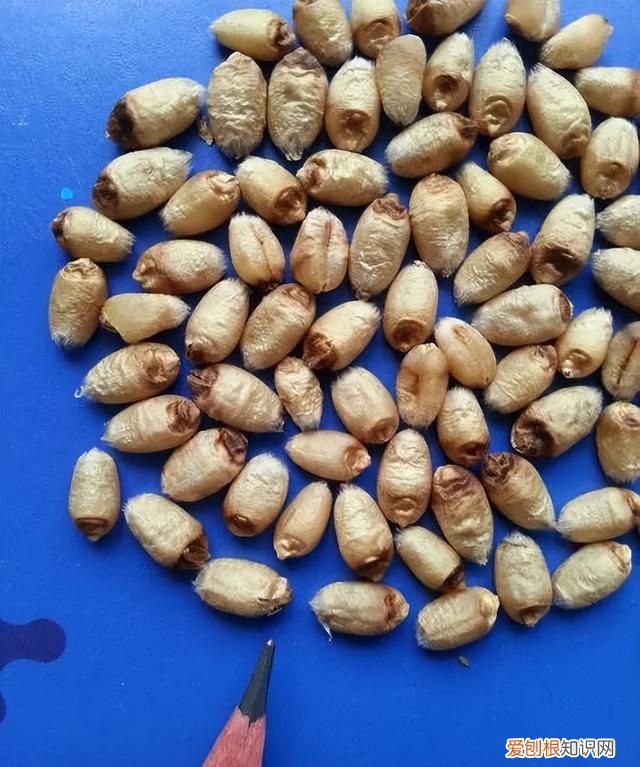 黄淮地区小麦什么品种最高产