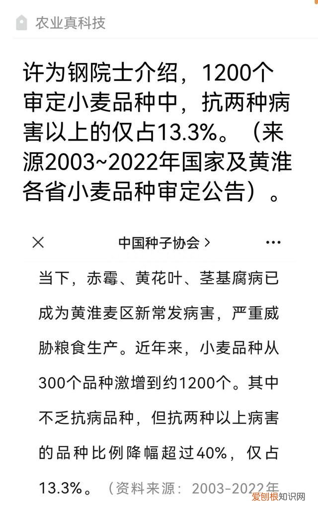 黄淮地区小麦什么品种最高产