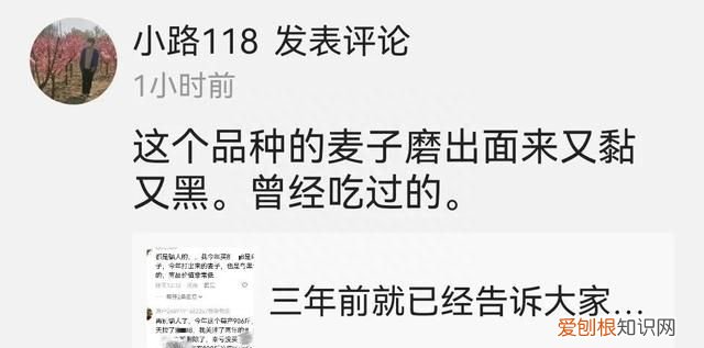 黄淮地区小麦什么品种最高产