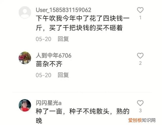 黄淮地区小麦什么品种最高产