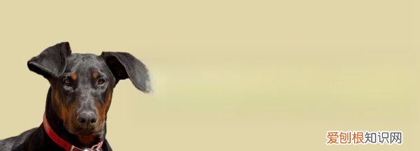 杜宾纸杯立耳方法,杜宾犬立耳要注意什么