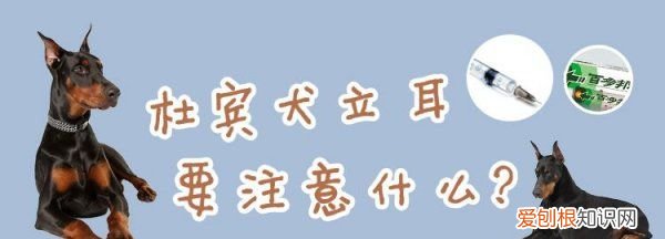 杜宾纸杯立耳方法,杜宾犬立耳要注意什么