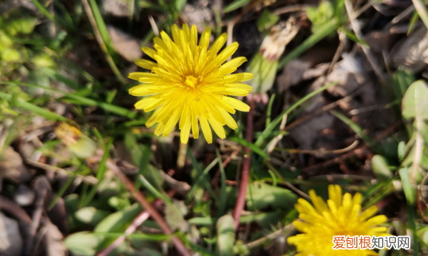 莆公英什么样的,蒲公英长什么样子图片 真实