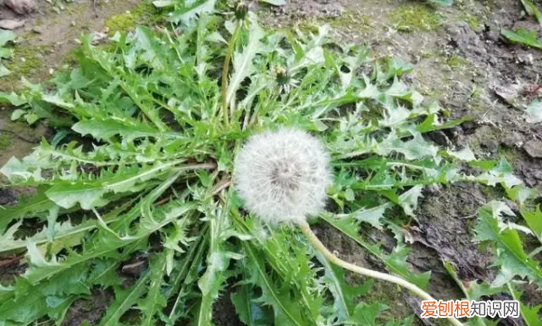 莆公英什么样的,蒲公英长什么样子图片 真实