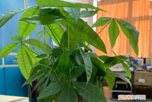 发财树浇水的正确方法