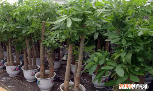 发财树浇水的正确方法