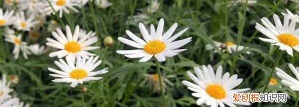 雏菊的花语是什么，雏菊的花语 雏菊的花语是什么