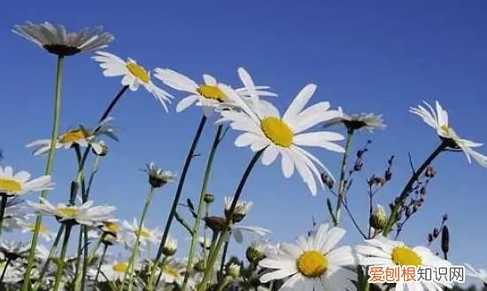 雏菊的花语是什么，雏菊的花语 雏菊的花语是什么