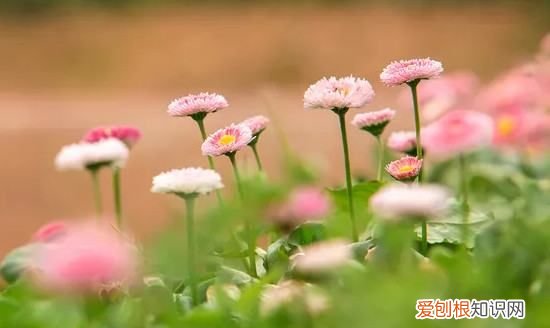 雏菊的花语是什么，雏菊的花语 雏菊的花语是什么