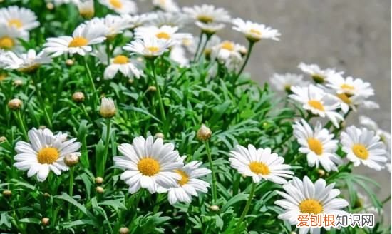 雏菊的花语是什么，雏菊的花语 雏菊的花语是什么